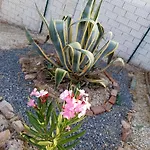 Rosa Amparo Prázdninový dům