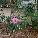 Prázdninový dům Rosa Amparo *