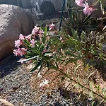 Rosa Amparo קורדובה