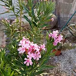 Rosa Amparo קורדובה