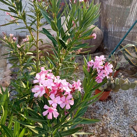 Rosa Amparo Córdoba