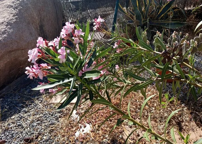 Rosa Amparo Κόρδοβα