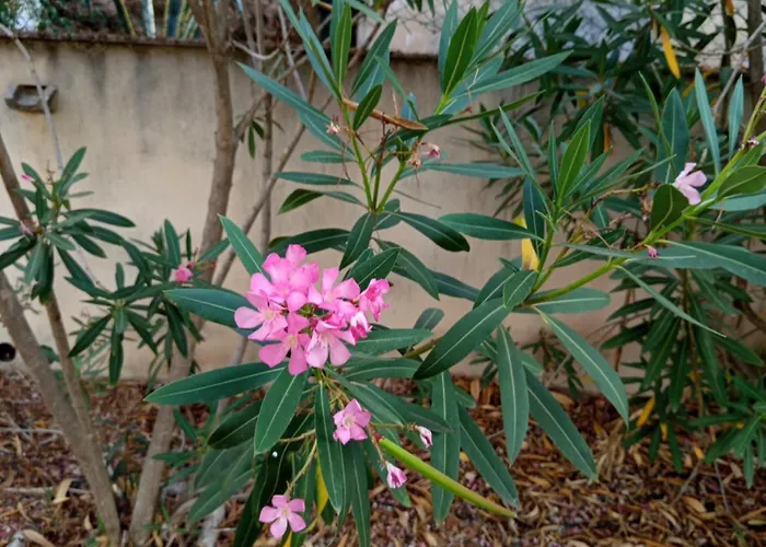 Σπίτι διακοπών Rosa Amparo *