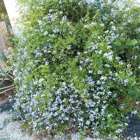 בית נופש Rosa Amparo *