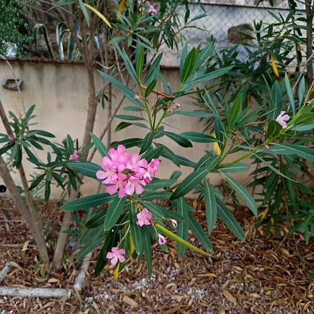 Feriehus Rosa Amparo *
